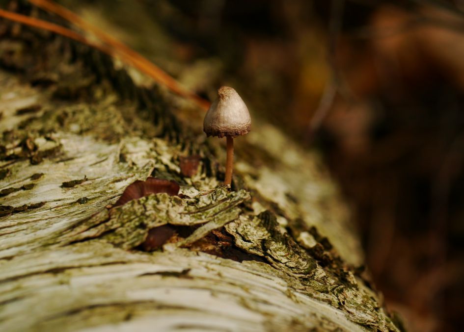 Welk paddenstoeltje is dit?